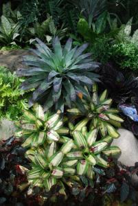 Plant show 2012 (52).JPG